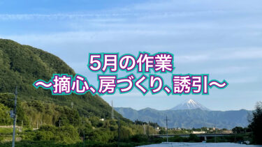 5月の作業 〜摘心、房づくり、誘引〜