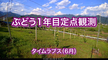 ぶどう1年目定点観測　タイムラプス（6月）