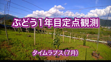 ぶどう1年目定点観測　タイムラプス（7月）