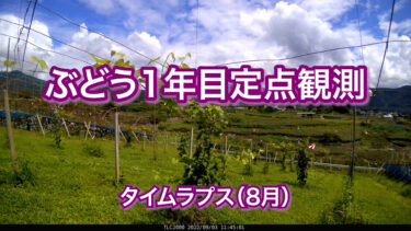 ぶどう1年目定点観測　タイムラプス（8月）