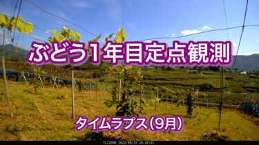 ぶどう1年目定点観測　タイムラプス（9月）