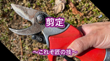 これぞ匠の技、剪定